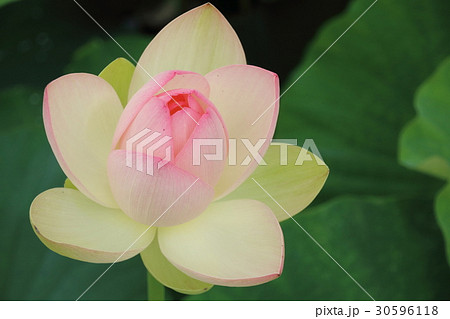 里山に咲く蓮華 里山に咲く蓮華 30596118