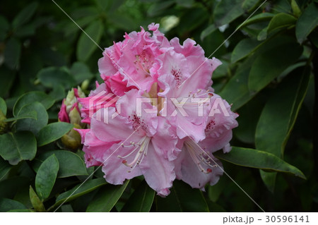 シャクナゲ　ピンク 30596141