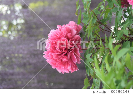 牡丹　背景藤棚 30596143