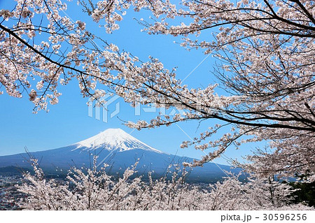 春の桜風景と富士山 30596256