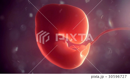 Human embryo inside body. 3d illustration 30596727