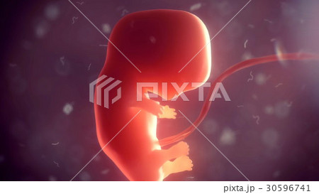 Human embryo inside body. 3d illustration Human embryo inside body. 3d illustration 30596741