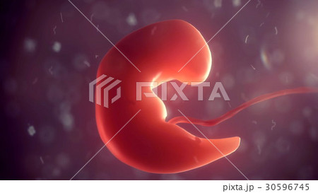 Human embryo inside body. 3d illustration Human embryo inside body. 3d illustration 30596745