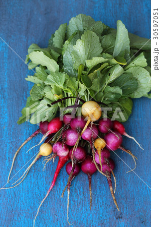 Radish on a blue background 30597051