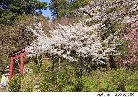 談山神社の桜 30597084