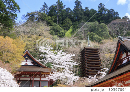 談山神社の桜 談山神社の桜 30597094