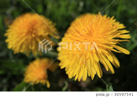 蒲公英 30597541