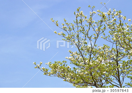 ハナミズキ(花水木) ハナミズキ(花水木) 30597643