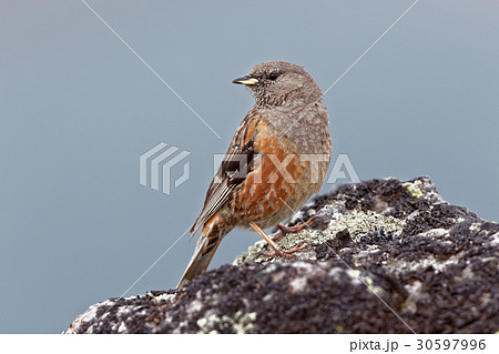 イワヒバリ 30597996