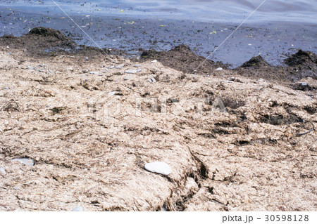 Smelly, rotten seaweed on the seashore 30598128