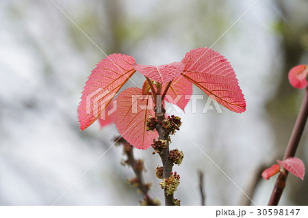 オオバベニガシワの紅い葉 30598147