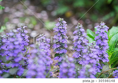 アジュガの紫の花の写真素材