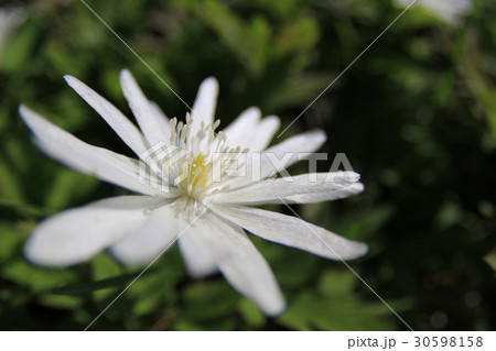 キクザキイチゲ 30598158