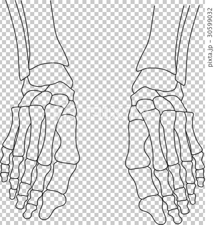 Foot skeleton dissection Foot skeleton dissection 30599032