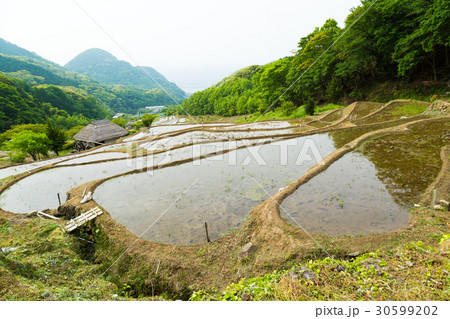 伊豆・石部の棚田 伊豆・石部の棚田 30599202
