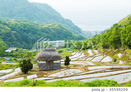 伊豆・石部の棚田 30599209