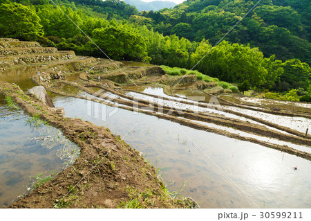 伊豆・石部の棚田 30599211