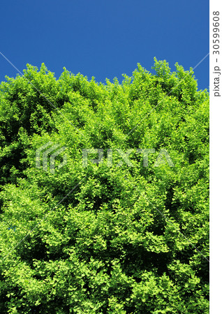 新緑 30599608