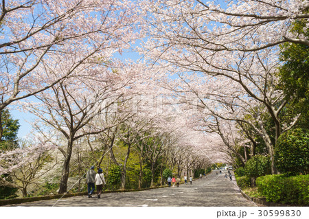 愛鷹広域公園の桜並木 30599830