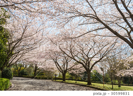 愛鷹広域公園の桜並木 愛鷹広域公園の桜並木 30599831