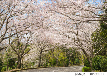 愛鷹広域公園の桜並木 愛鷹広域公園の桜並木 30599837