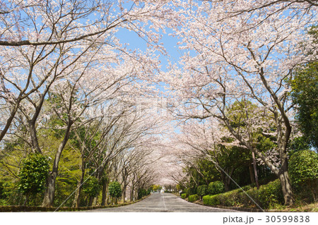 愛鷹広域公園の桜並木 愛鷹広域公園の桜並木 30599838