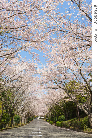 愛鷹広域公園の桜並木 愛鷹広域公園の桜並木 30599839