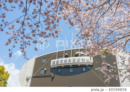 愛鷹広域公園野球場と桜 30599856