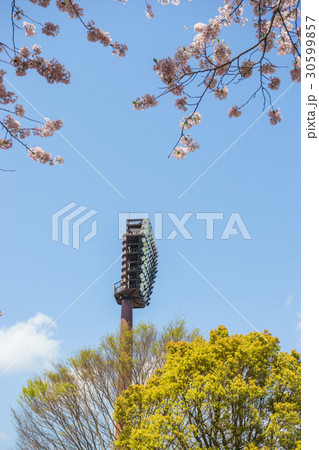 愛鷹広域公園野球場の照明塔と桜 愛鷹広域公園野球場の照明塔と桜 30599857