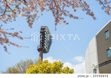 愛鷹広域公園野球場の照明塔と桜 愛鷹広域公園野球場の照明塔と桜 30599858