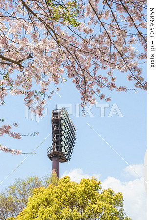 愛鷹広域公園野球場の照明塔と桜 愛鷹広域公園野球場の照明塔と桜 30599859