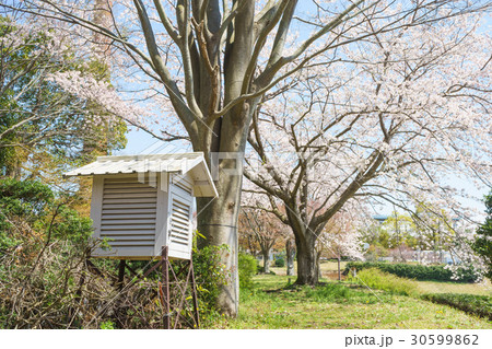 愛鷹広域公園の百葉箱 愛鷹広域公園の百葉箱 30599862
