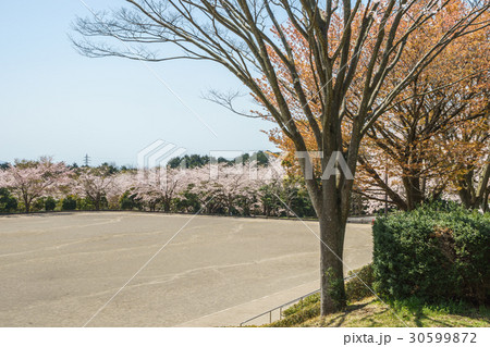 春の愛鷹広域公園 春の愛鷹広域公園 30599872