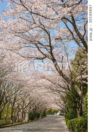 愛鷹広域公園の桜並木 愛鷹広域公園の桜並木 30599897