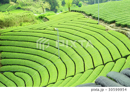 宇治茶の故郷 宇治茶の故郷 30599954