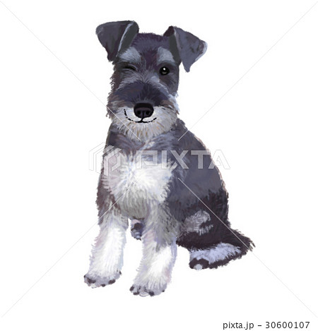 miniature schnauzer is ill with morbus aujeszky