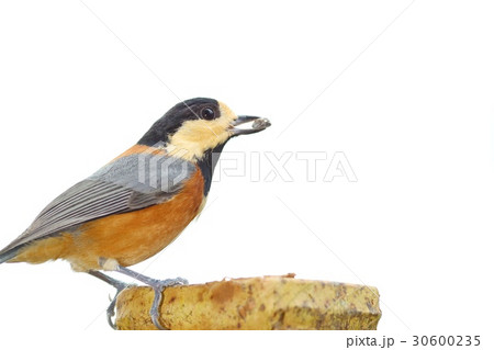 野鳥 白背景 ヤマガラ 野鳥 白背景 ヤマガラ 30600235