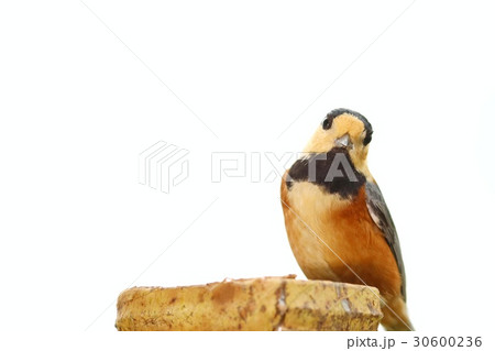 野鳥　白背景　ヤマガラ 30600236
