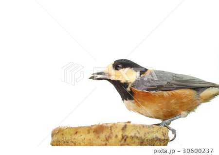 野鳥 白背景 ヤマガラ 野鳥 白背景 ヤマガラ 30600237