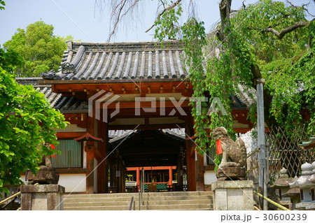 奈良・氷の神様・氷室神社１ 30600239