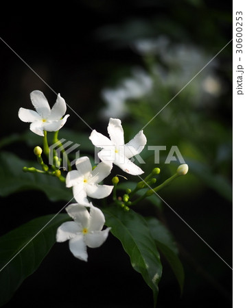 white Gerdenia Crape Jasmine, lovely cute flowers 30600253