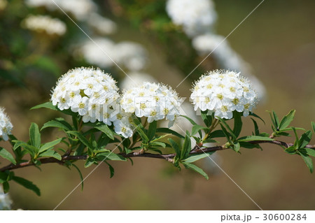 コデマリの白い花 30600284