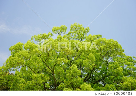 奈良公園・飛火野のクスノキの大木2 奈良公園・飛火野のクスノキの大木2 30600403