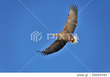 晴天飛翔 晴天飛翔 30600495