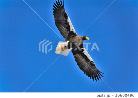 晴天飛翔 晴天飛翔 30600496