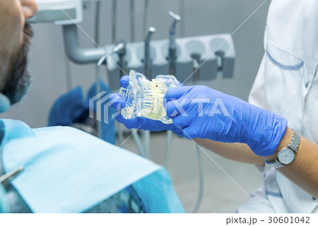 Hands holding jaw model. 30601042