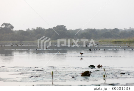 Tengrela Lake in Burkina faso 30601533