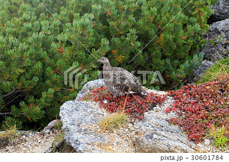 初秋の甲斐駒ヶ岳山頂のライチョウ 30601784