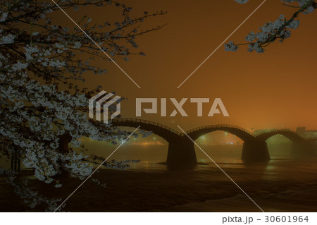 桜と錦帯橋9 桜と錦帯橋9 30601964