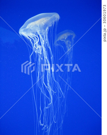 クラゲ アマクサクラゲ jellyfish クラゲ アマクサクラゲ jellyfish 30601973